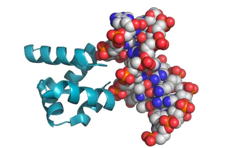 A model of the protein (the blue ribbon) and the DNA (the spheres) it binds.