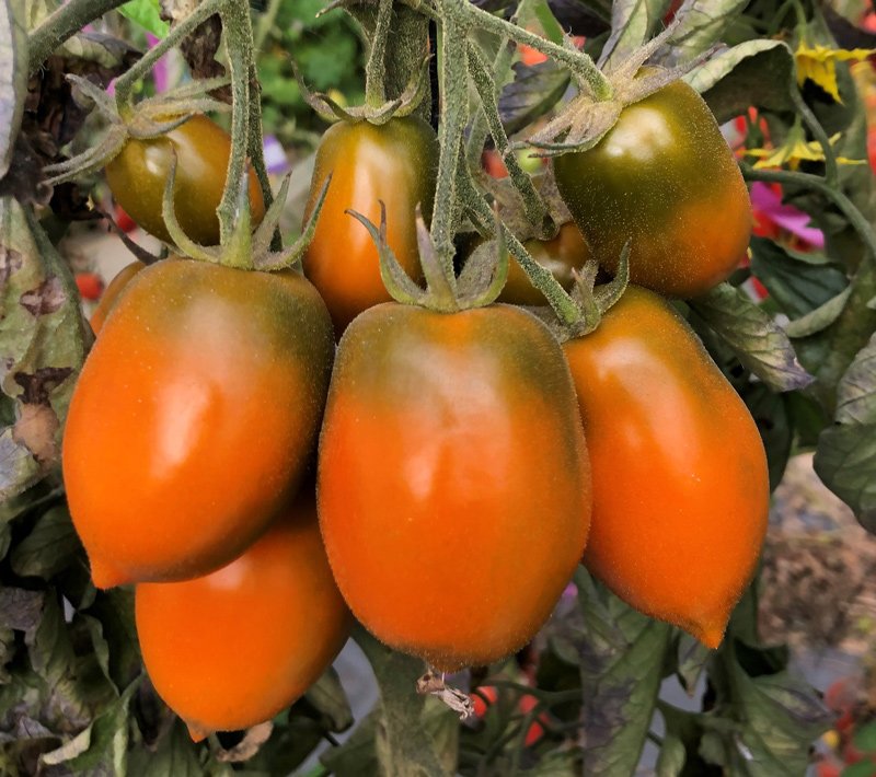 Xantomato: The new tomato has seven times more zeaxanthin than corn, which is the main source of this substance in today's diets, researchers say.