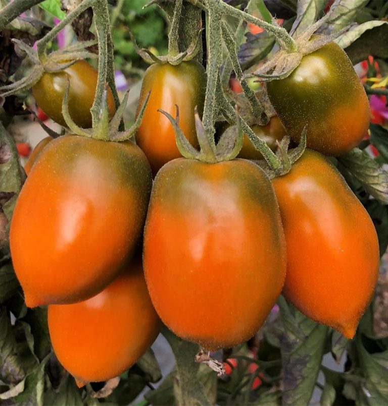 HU researchers devise tomato that fights degenerative diseases