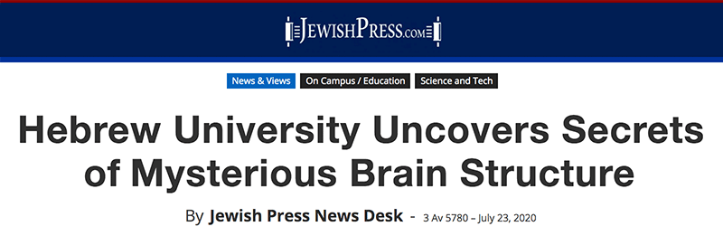 Jewish Press header - Hebrew University Uncovers Secrets of Mysterious Brain Structure