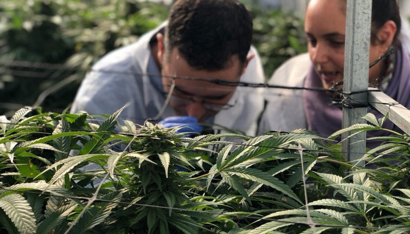 Health Ministry officials tour a cannabis farm.
