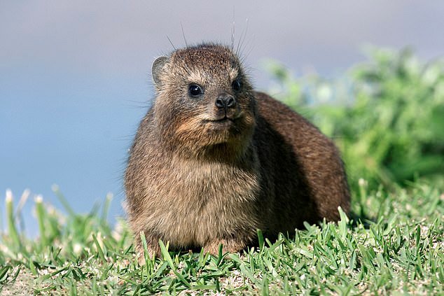 The song of the rock hyrax, a small furry animal that's actually closely related to the elephant, is punctuated with snorts that increase in number and harshness as the song continues. Researchers believe the snorts advertise the male's virility and ensure his audience doesn't tune him out.