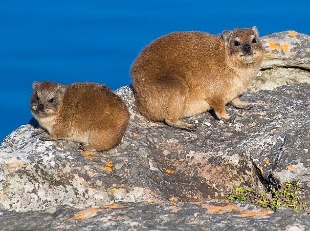 Hyraxes, which spend most of their time sleeping, weigh under 10 pounds and only grow to about 20 inches. But they generate more than 20 different sounds, including grunts, wails, shrieks, trills, snorts and whistles.