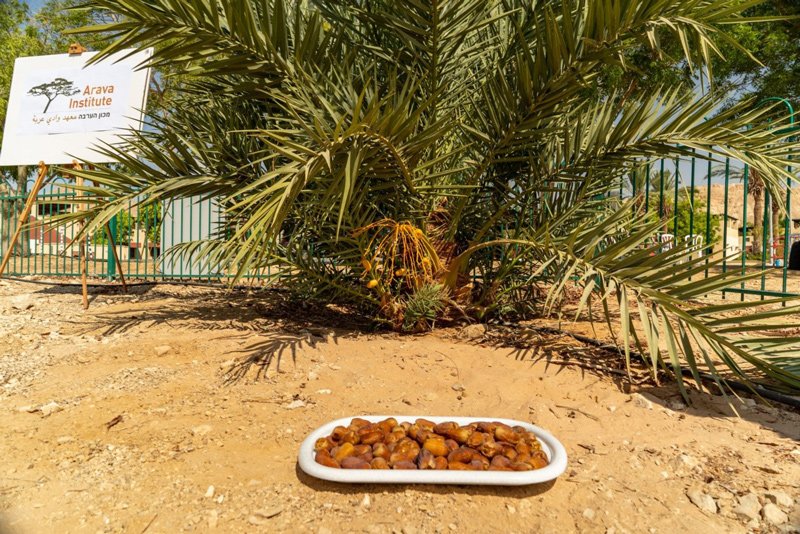 Dates harvested from Hannah, pollinated by Methuselah at the Arava Institute.