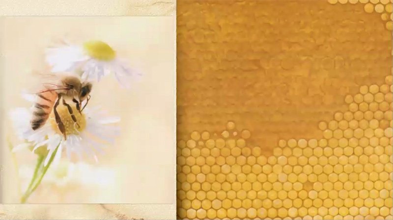 WEBINAR - Life in the Balance: The Honey Bee Perspective