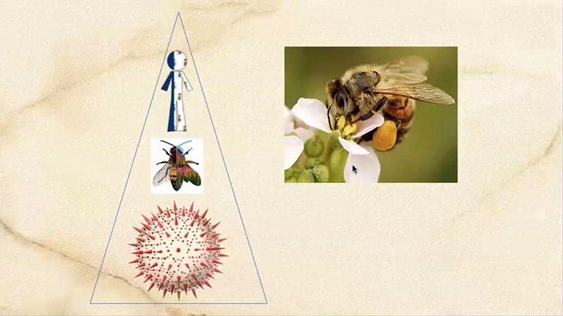 WEBINAR - Life in the Balance: The Honey Bee Perspective