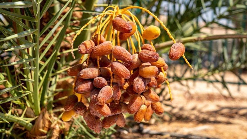 Scientists grow fresh dates from 6th BCE seeds found by HU archaeologists