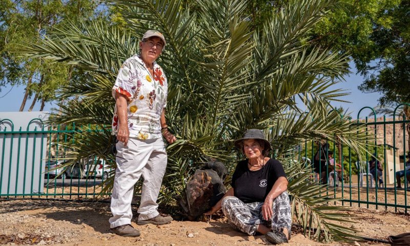 Desert horticulturist Elaine Solowey, left, and Dr. Sarah Sallon with Hannah, her dates protected by a mesh bag.