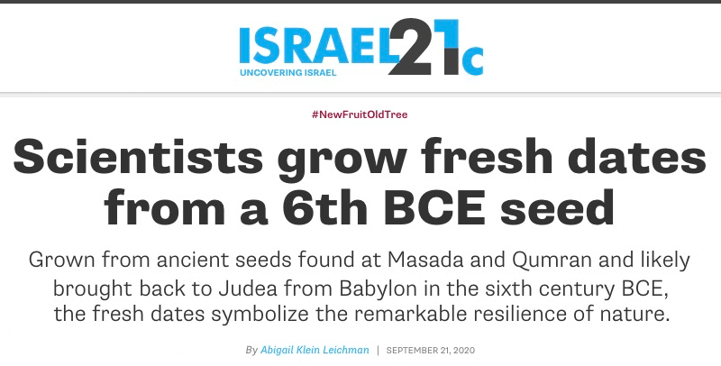 ISRAEL21c header - Scientists grow fresh dates from a 6th BCE seed - Grown from ancient seeds found at Masada and Qumran and likely brought back to Judea from Babylon in the sixth century BCE, the fresh dates symbolize the remarkable resilience of nature.