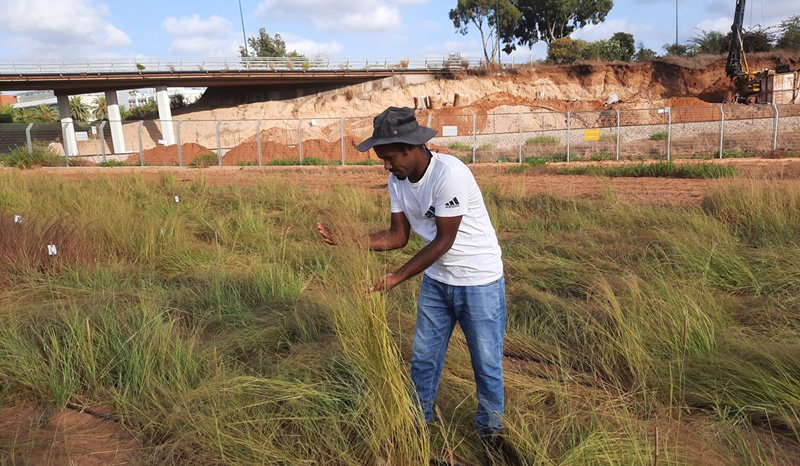 Ethiopian PhD student developing drought-tolerant, high-yield cereal crops