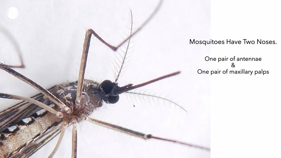 There is More to Mosquitoes Than Meets the Nose
