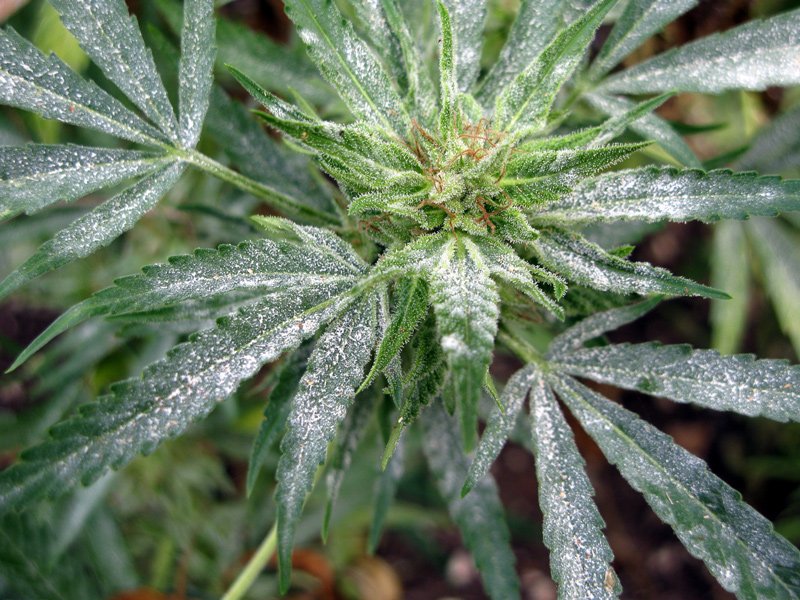 Powdery mildew is a fungal disease that affects a wide variety of plants, including cannabis.