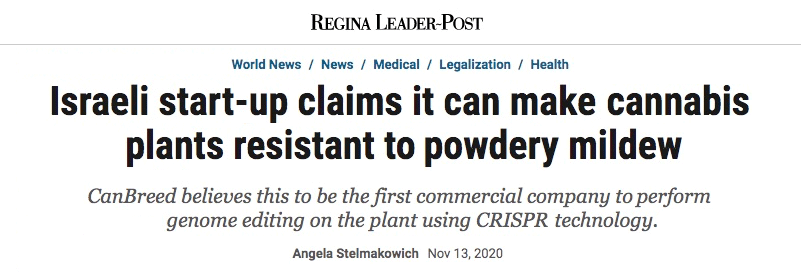 Regina Leader Post header - Israeli start-up claims it can make cannabis plants resistant to powdery mildew - CanBreed believes this to be the first commercial company to perform genome editing on the plant using CRISPR technology.