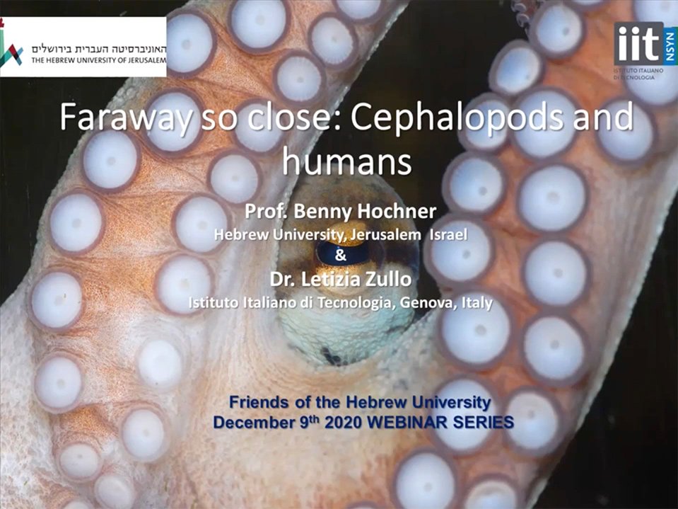 Yet So Close! The Octopus and The Human A discussion with Prof. Benny Hochner and Dr. Letizia Zullo