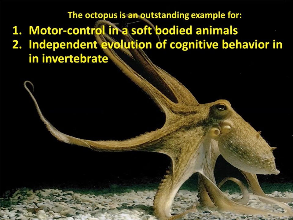 Yet So Close! The Octopus and The Human A discussion with Prof. Benny Hochner and Dr. Letizia Zullo