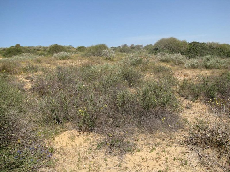 Semi stabilized sand dunes, natural habitat of Lasioglossum dorchini in Alexander Stream National Park.