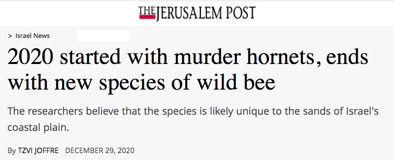 Jerusalem Post header - 2020 started with murder hornets, ends with new species of wild bee The researchers believe that the species is likely unique to the sands of Israel's coastal plain.