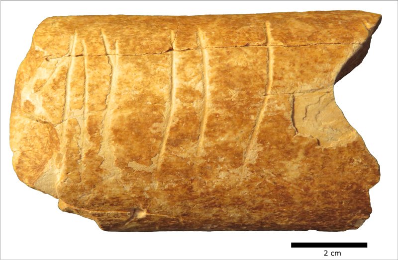 Detail of the carving on the bone fragment, estimated to be approximately 120,000 years old.