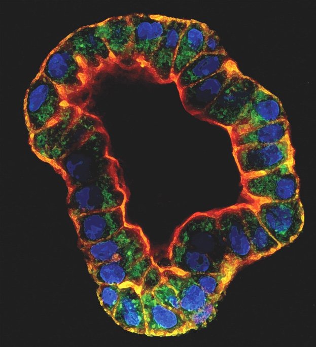Confocal image of a three dimensional cyst of the human proximal tubule used to study kidney toxicity in organ-on-chip microdevices