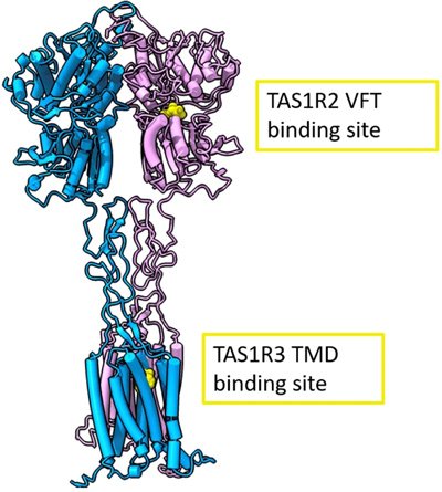 Full human sweet taste TAS1R2/TAS1R3 receptor model with the TAS1R2 monomer colored in pink and the TAS1R3 monomer in cyan.