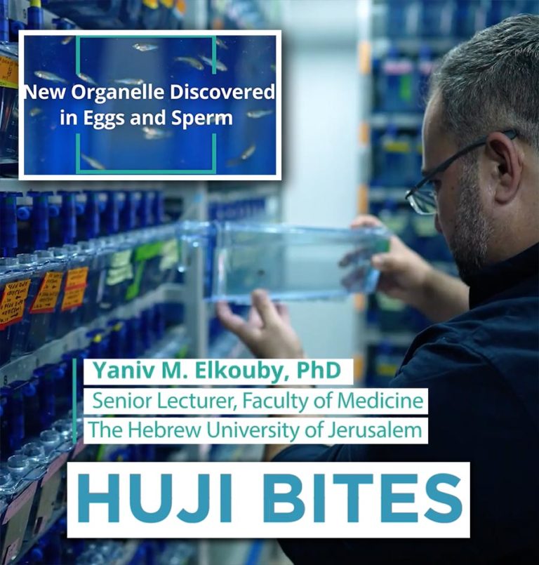 HUJI Bites: New Organelle Discovered in Eggs and Sperm – Research by Dr. Yaniv Elkouby