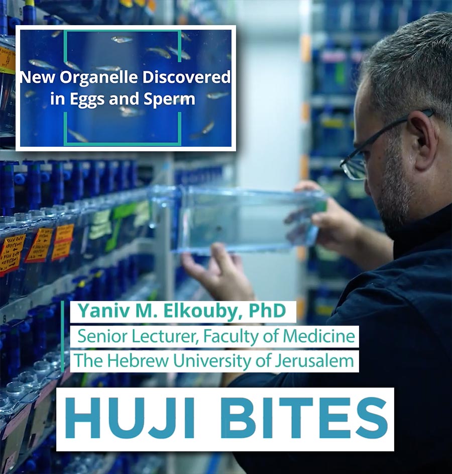 HUJI Bites: New Organelle Discovered in Eggs and Sperm - Research by Dr. Yaniv Elkouby