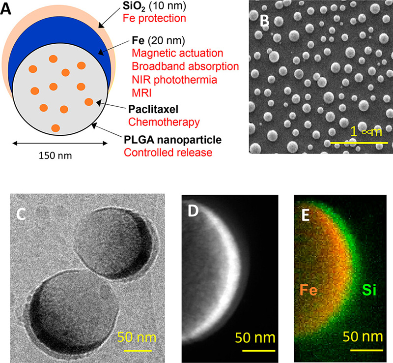 MAPSULES structural properties. (A) Schematic of the drug-loaded ferromagnetic nanocapsules components and their functionalities. (B) SEM image of the self-assembled PLGA nanoparticles capped with Fe (20 nm) and SiO2 (10 nm). (C) TEM images of the ferromagnetic nanocapsules after dispersion in water for 3 h. (D) High-magnification TEM image of the semishell to show the thickness of the Fe and SiO2 layers, and (E) EDX mapping at the energies corresponding to Fe and Si atoms.