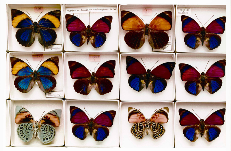 A Selection Of Agrias Butterflies Stored In The Department Of Entomology's Compact Storage Facility. Credit: AMNH, D. Finnin