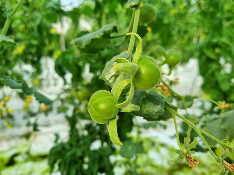 The new variety of tomato developed by Hebrew University researchers is resistant to drought. (Maya Margit/The Media Line)