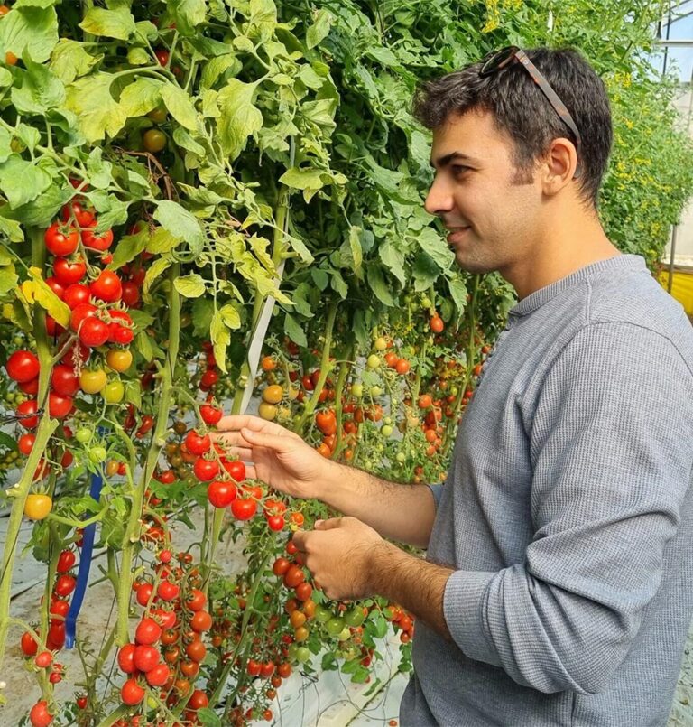 Hebrew University scientists develop drought-resistant tomatoes in response to Climate Change