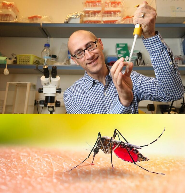 Hebrew University Researchers Develop New Method to Prevent Mosquito Bites