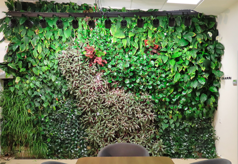 The vertical green-living wall in the Modeling & Monitoring Vegetation Systems Lab