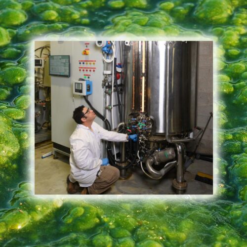 Growing the Entrepreneurial Spirit: Algae for a Hungry World