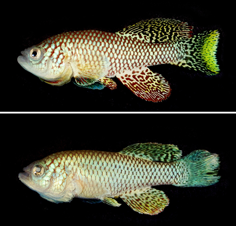 A two-month-old African turquoise killifish, top, and a 5-month-old killifish, bottom, show aging much like that in humans, including paleness, loss of muscle mass (sarcopenia), and cataracts. (Itamar Harel)