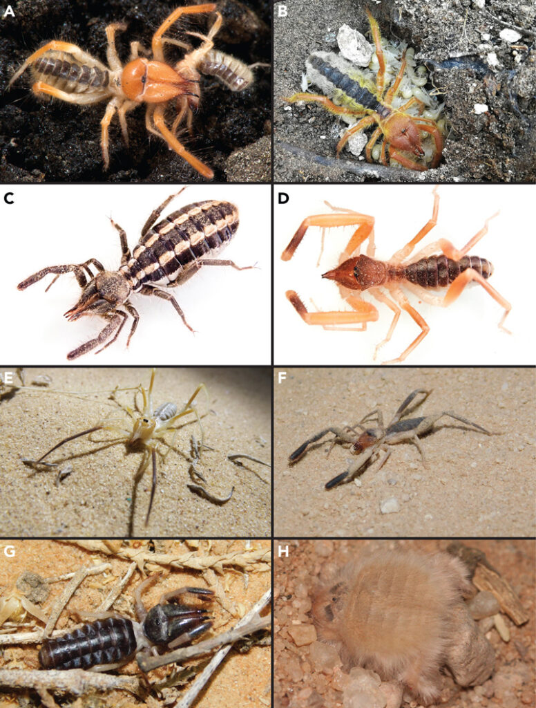 Samples of morphological diversity of Solifigue (camel spiders): (A) Adult female of Eremobates (Eremobatidae) from AZ, USA, (B) Brooding female of Paragaleodes (Galeodidae) over a clutch of hatchlings, from Israel, (C) Adult female of Mummucia (Mummuciidae) from Chile, (D) Adult male of Procleobis patagonicus (Ammotrechidae) from Argentina, (E) Adult female of unidentified Galeodidae (cf. Galeodes) from Israel, (F) An unidentified Daesiidae from Israel, (G) An unidentified Rhagodidae from Israel, (H) An actively burrowing Hexisopodidae (cf. Hexisopus) from Namibia.