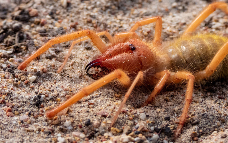 Close-up of a camel spider