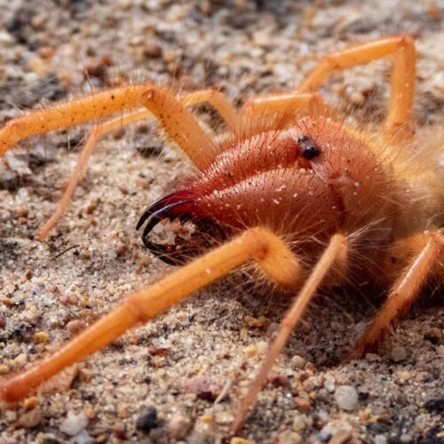 Hebrew U uncovers Camel Spider’s Evolutionary Secrets with a Modern Genetic Tree