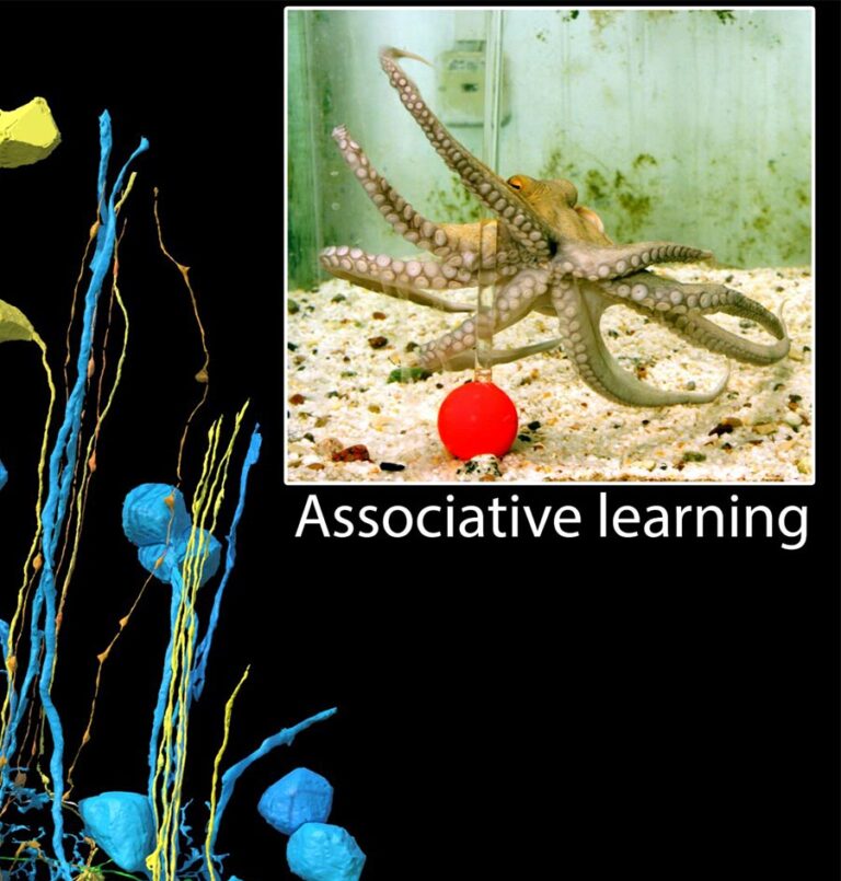 Hebrew U unlocking mysteries of octopus cognition: Paving the way for memory research