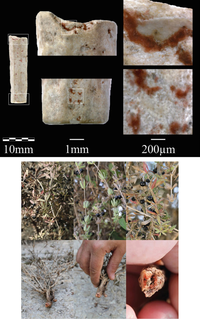 A 15,000-year-old shell bead (top) with residues of organic red colorant made of roots of Rubiaceae plants (bottom)