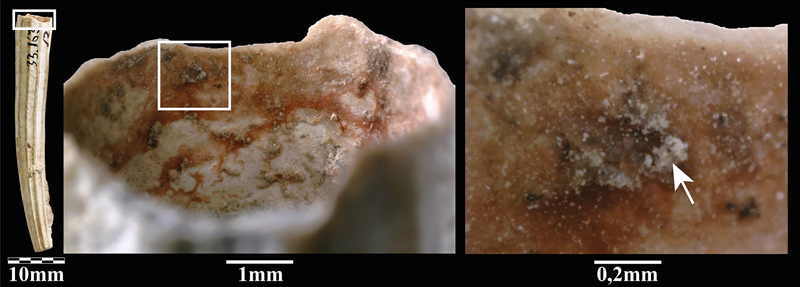 Detail of Rubiaceae colourant residue inside a scaphopod bead (KEB 33.163–2) from the Early Natufian layer of Kebara Cave. Note that the colour residue is covered by a post-depositional concretion (white arrow), thus ruling out the possibility of a recent contamination. Magnification 50x and 250x.