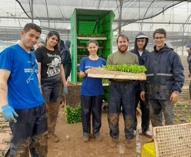 27.11.2023 Planting 24,000 lettuce seedlings at Meshek Yemini, south of Ashkelon, by Robert H. Smith Faculty of Agriculture volunteers.