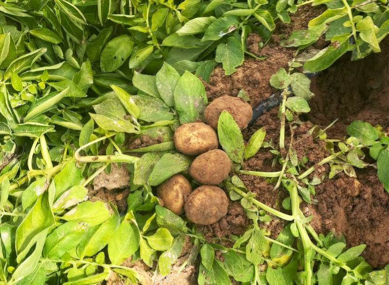 A potato plant: unveiling a vibrant green landscape with tubers that were concealed beneath the soil, now brought into view.