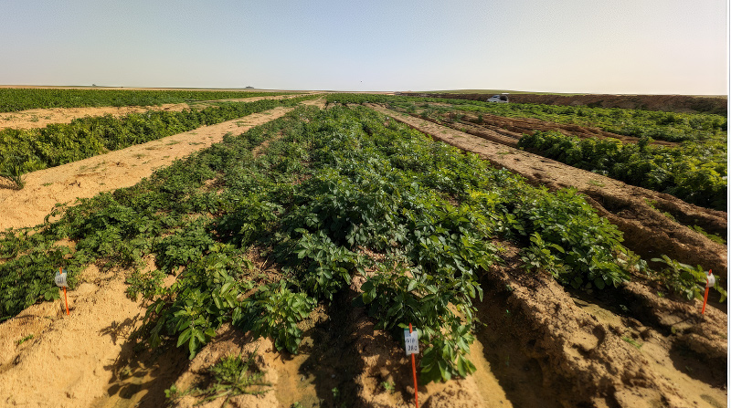 A panoramic snapshot of the experimental RumaFeed varieties plot nestled between Orim and Ze'elim, offering a comprehensive view