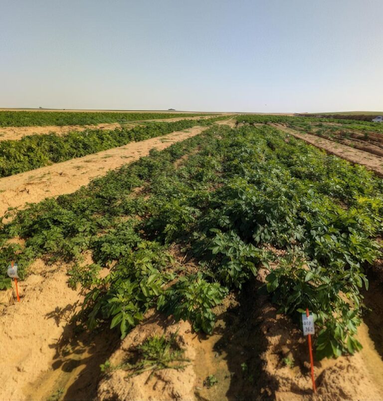 Intel Ignite Tel Aviv Partners with Hebrew University Startup ‘Rumafeed’ for Innovative Agricultural Project in Holit
