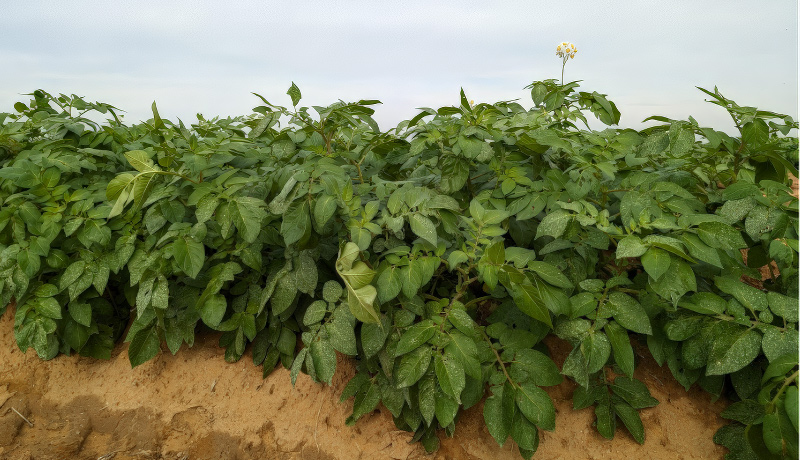 A battalion of RumaFeed potato plants flourishing in regimented raised beds, showcasing the vibrant array of varieties.