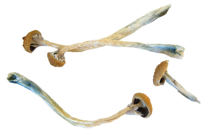 Psilocybin or ''magic mushrooms''