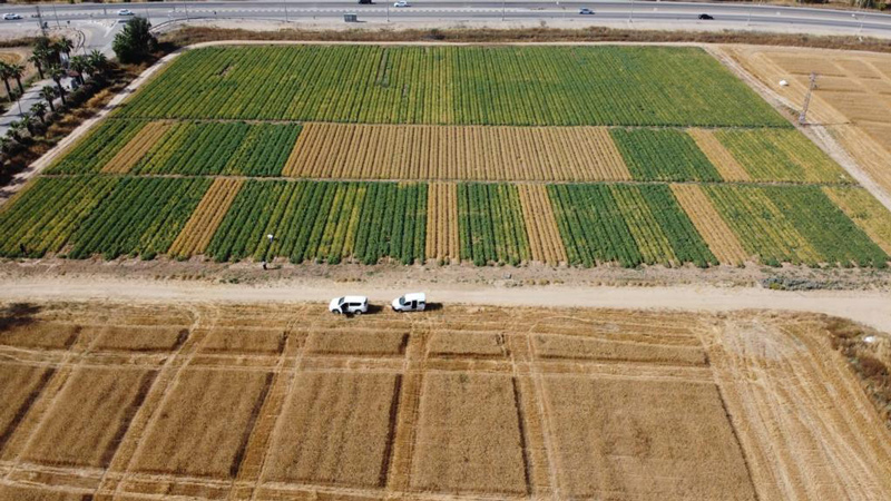 Chickpea irrigation treatments in Gilat research station
