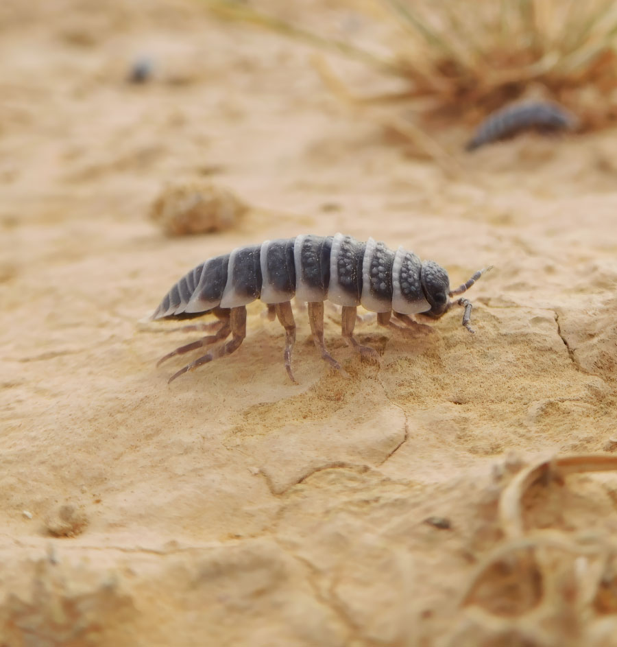 Hebrew U unravels Isopod’s Culinary Secrets and why it matters for Ecosystems