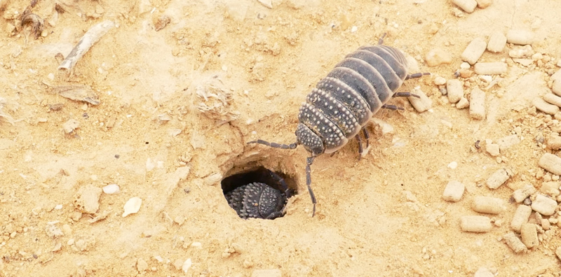 Isopod guarding the burrow entrance while another tries to enter