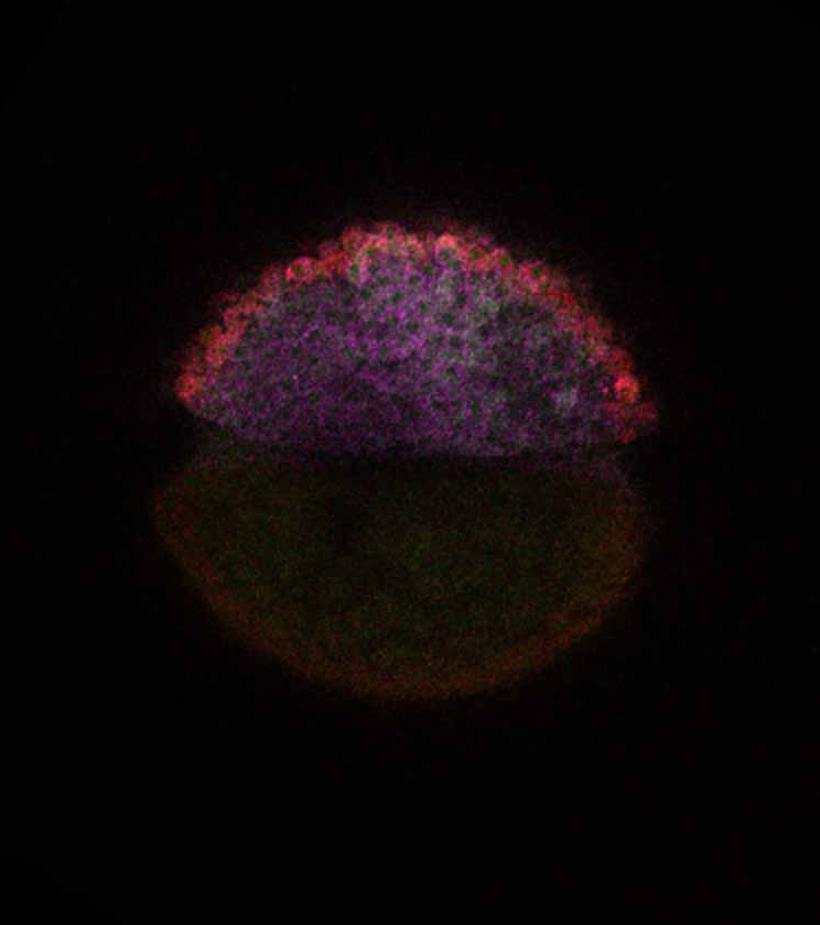 Hebrew University decodes mRNA’s role in embryo formation using zebrafish